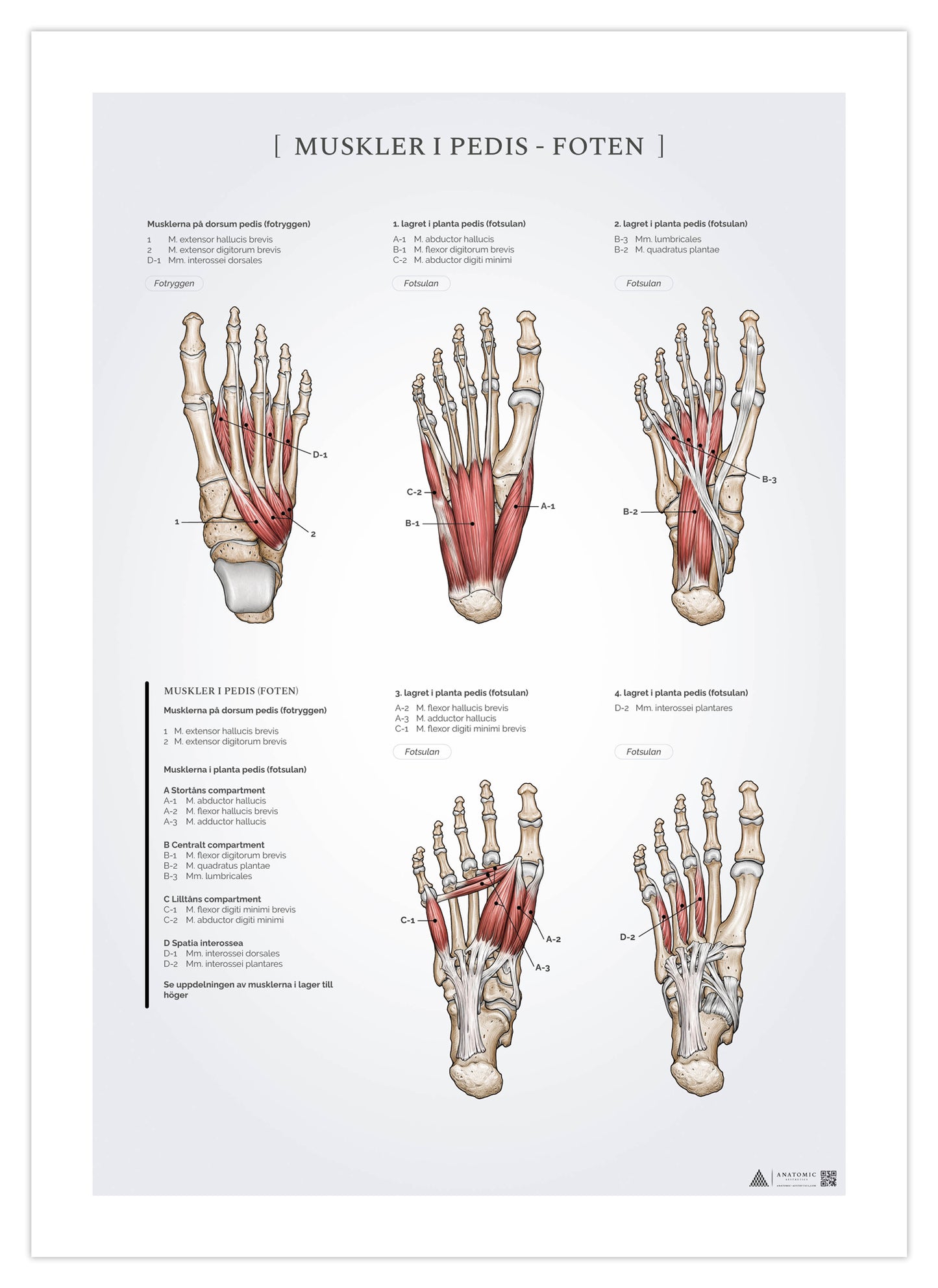 Anatomi plakat - Muskler i foden