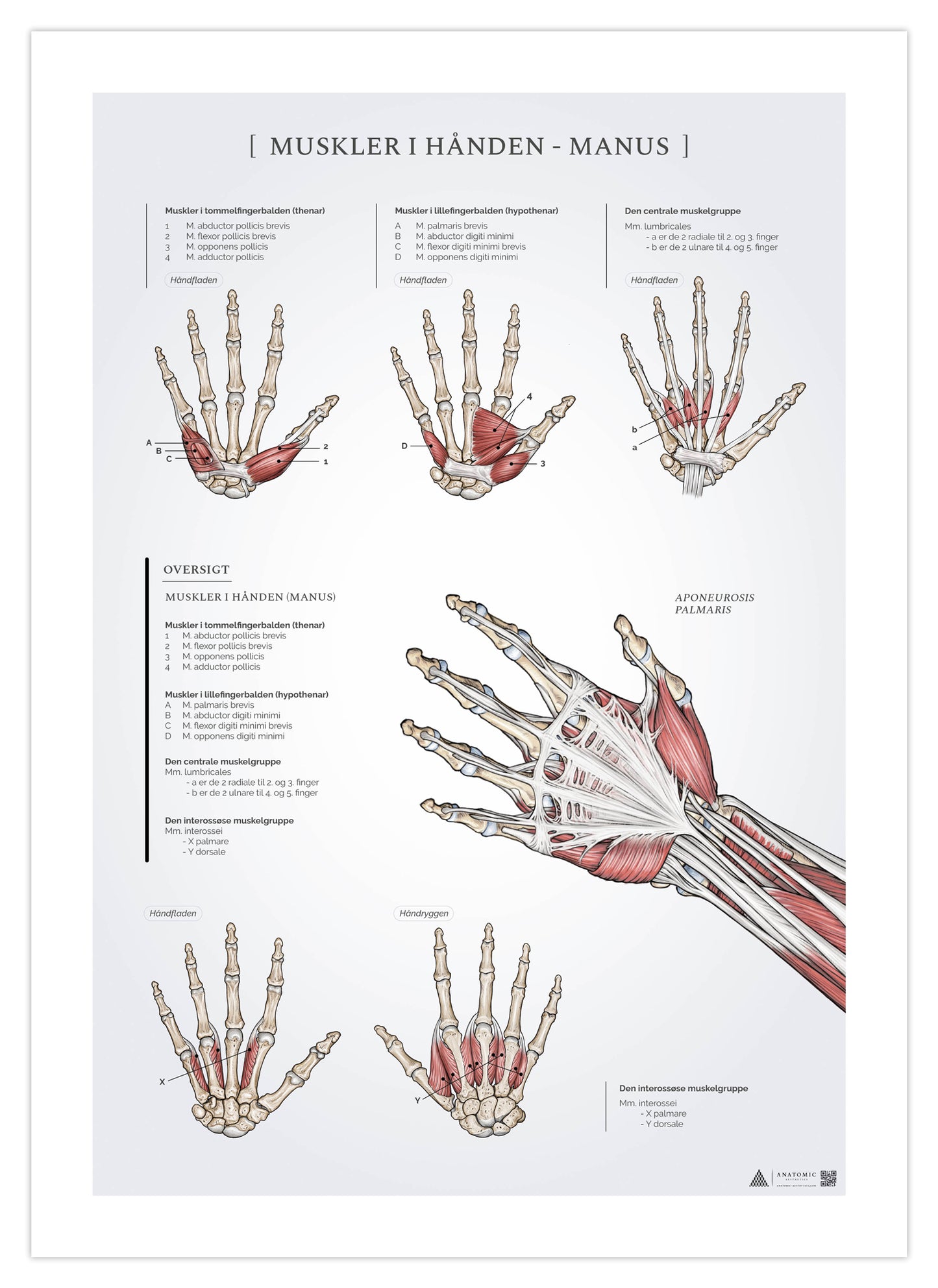 Anatomi affisch - Muskler i handen