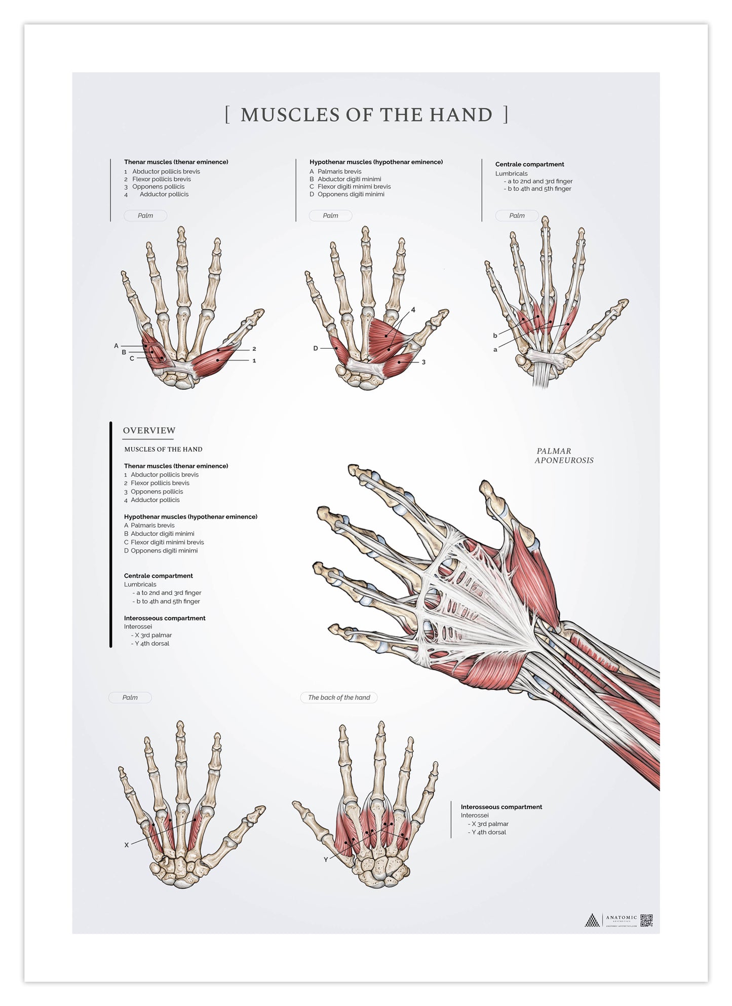 Anatomi affisch - Muskler i handen