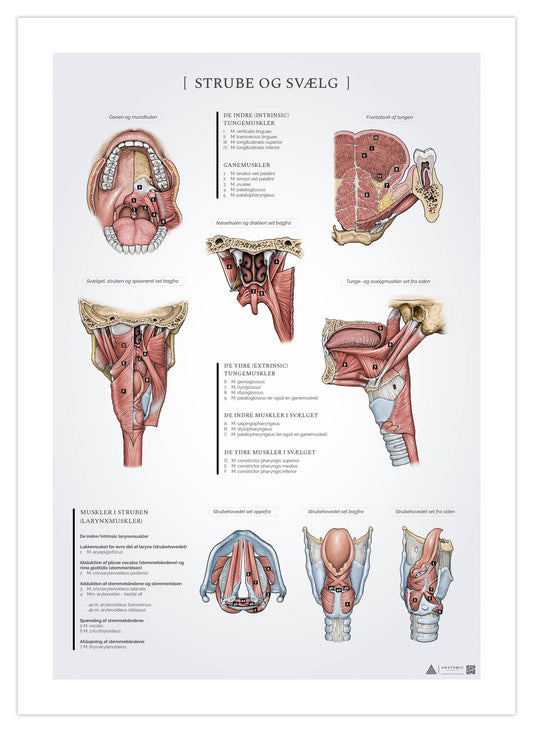 Anatomi plakat - Musklerne i strube og svælg