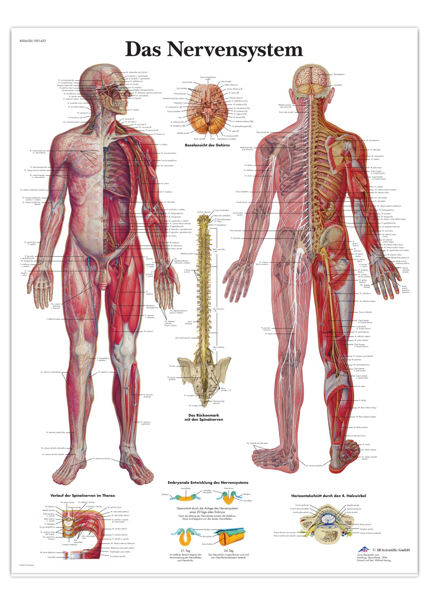 Laminerad affisch om nervsystemet på latin (men tysk titel)