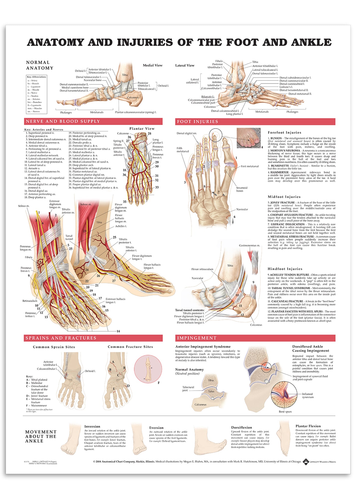Plakat om fodens anatomi & skader på engelsk