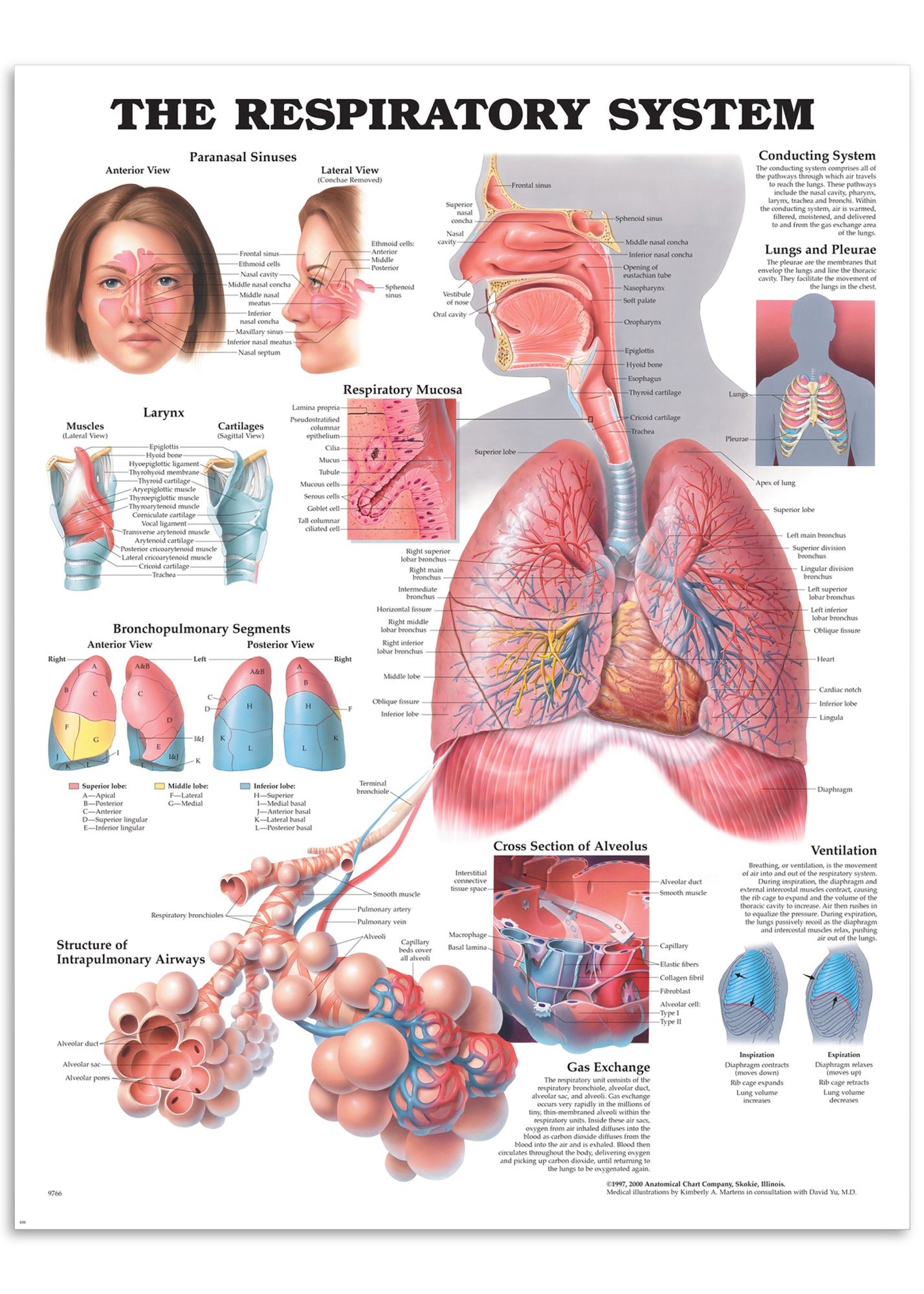 Plakat om åndedrætssystemet på engelsk