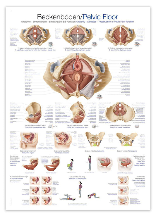 Poster about the muscles in the pelvic floor with text in both German, English and Latin