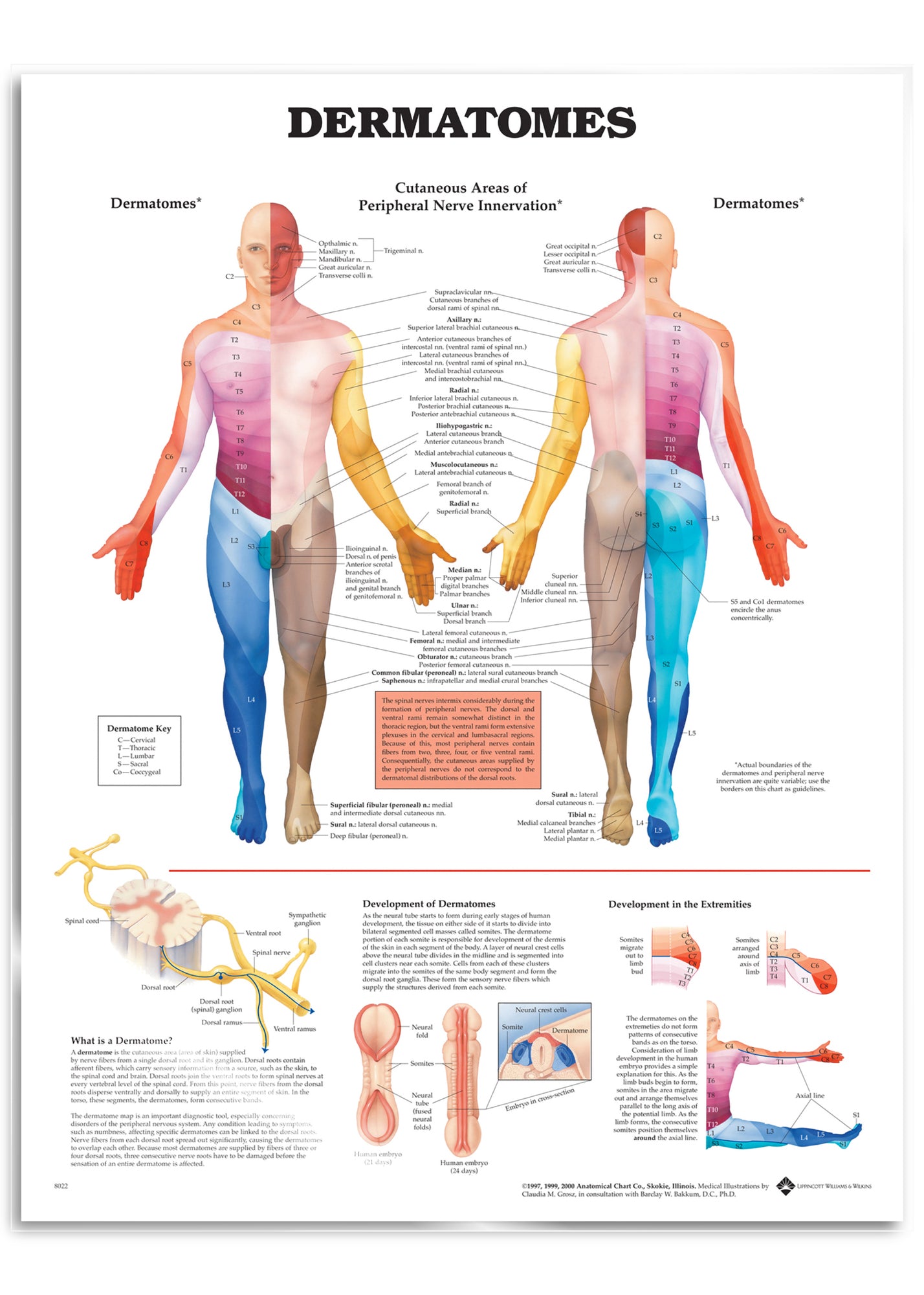 Poster about dermatomes in English 