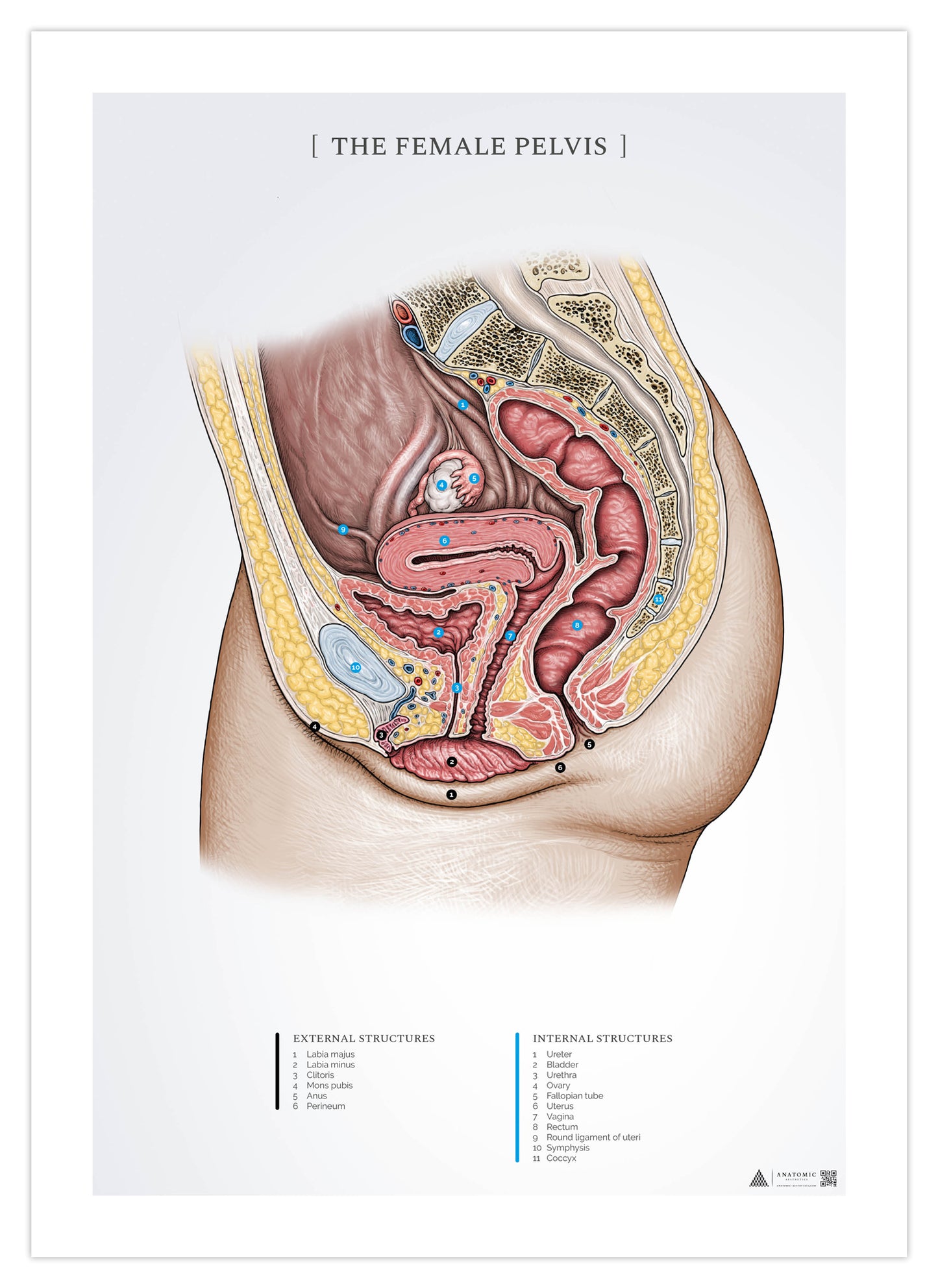 Anatomi affisch - Den kvinnliga buken