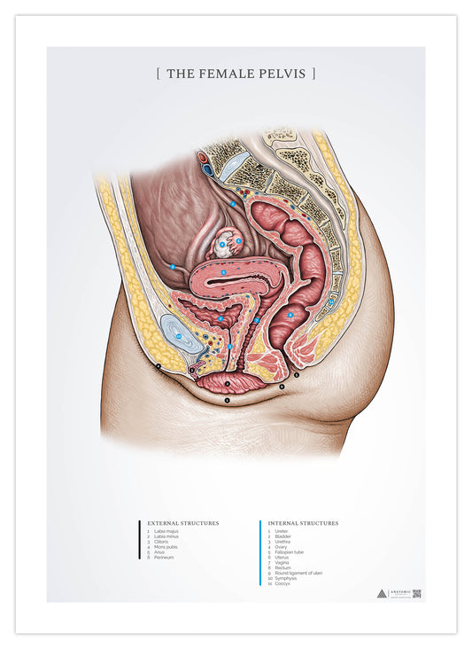 Anatomy poster - The female abdomen