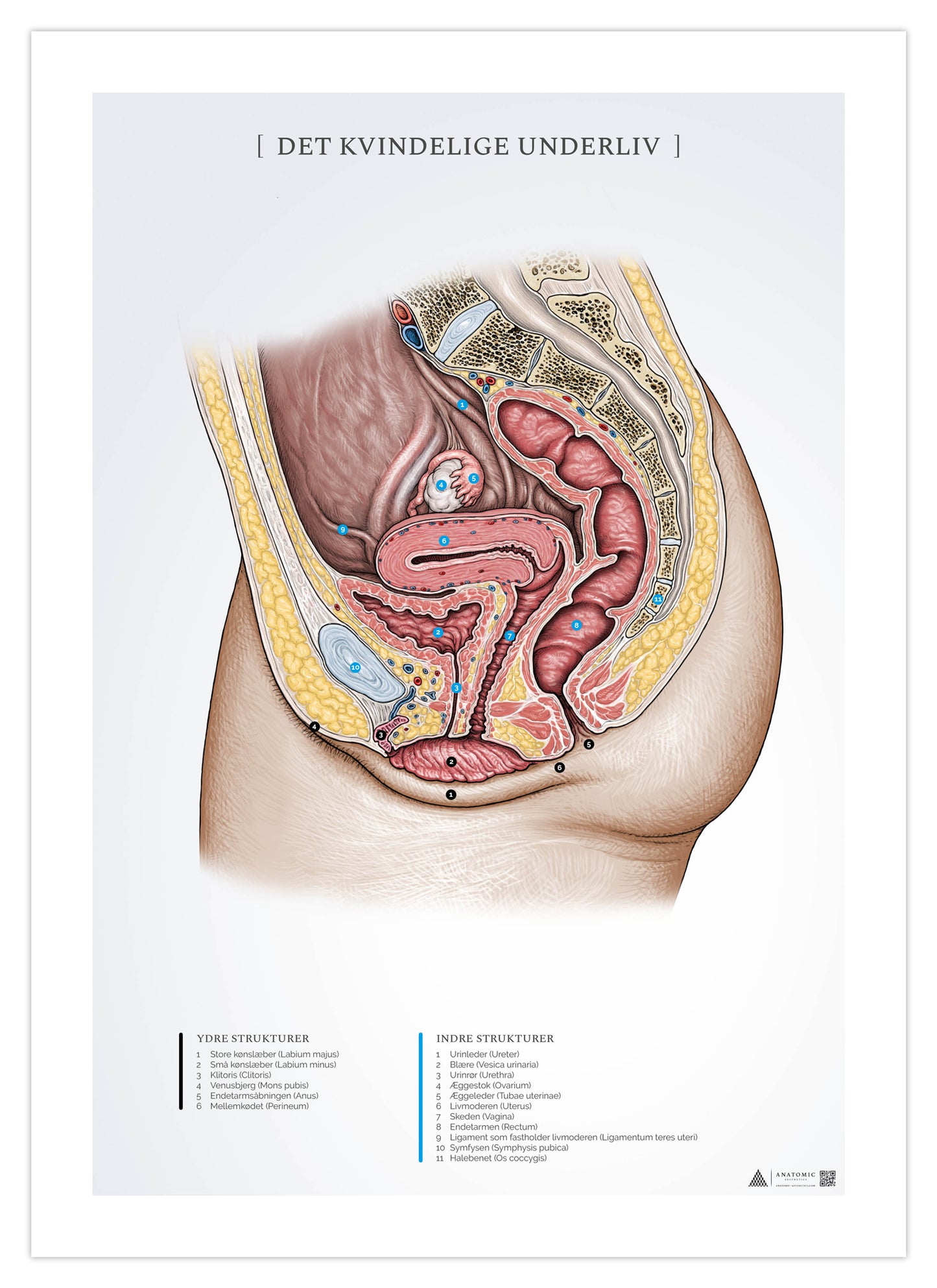 Anatomi affisch - Den kvinnliga buken