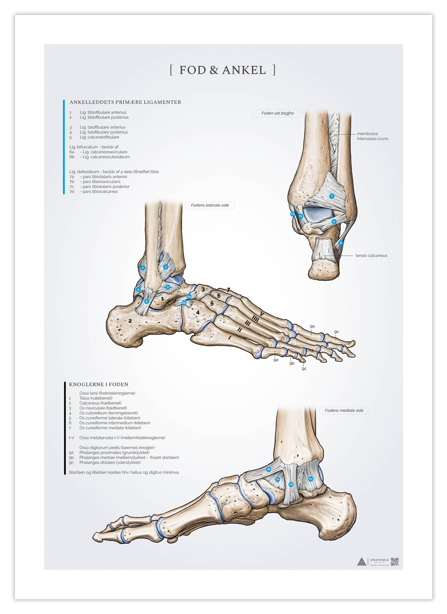 Anatomi plakat om fod og ankel