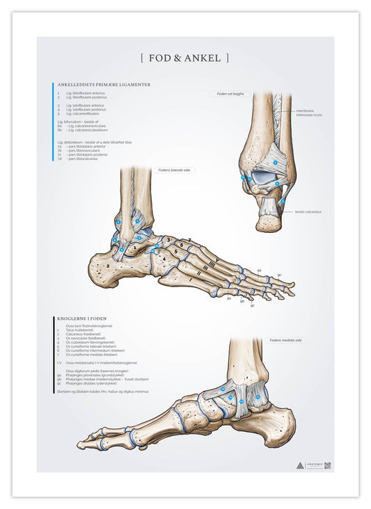 Anatomiaffisch om foten och fotleden