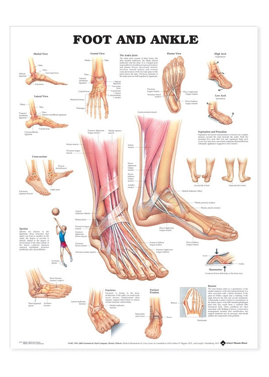 Poster about the foot and ankle in English