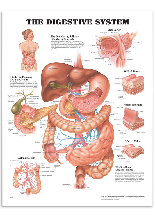 Poster about the digestive system in English