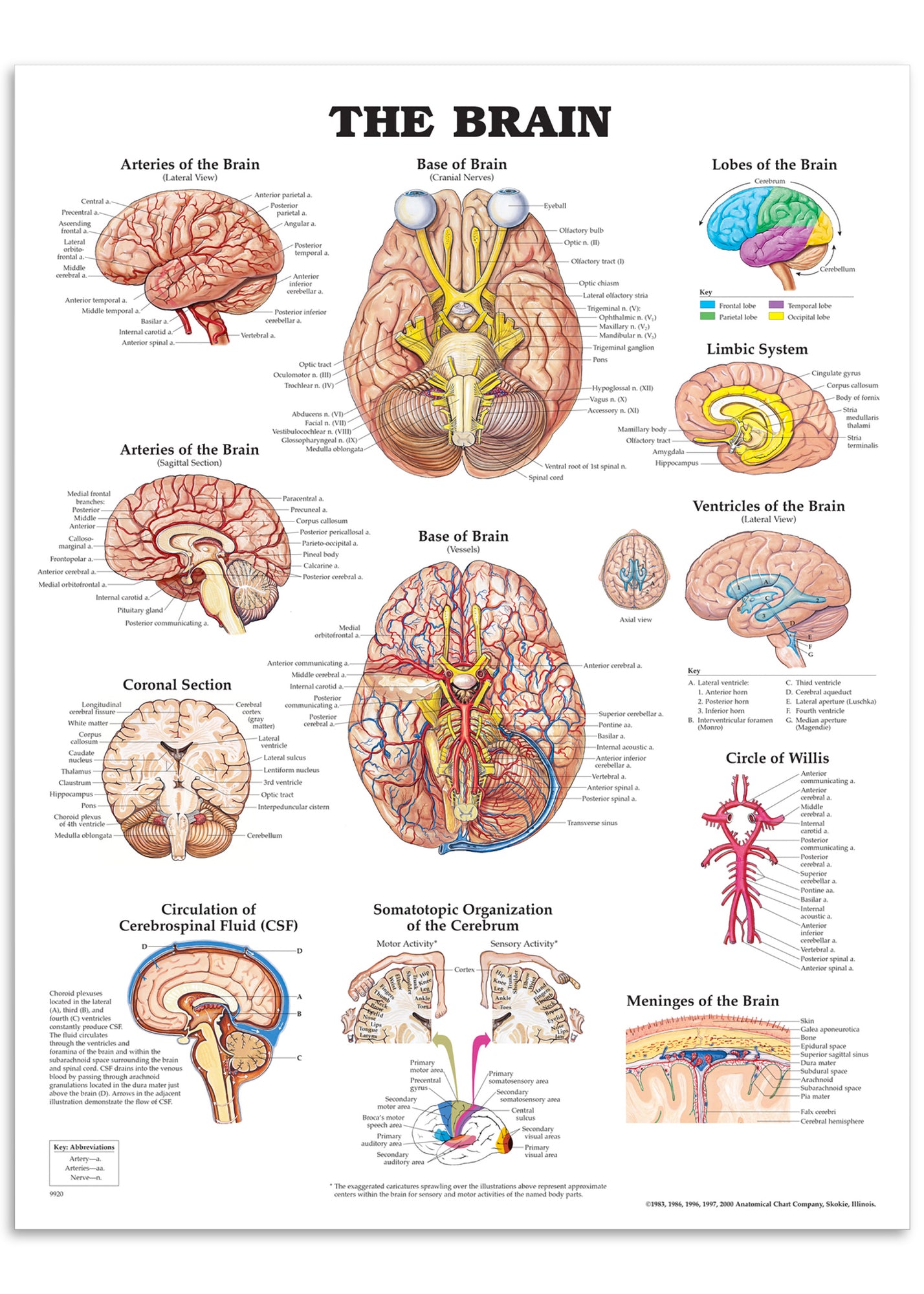 Plakat om hjernens anatomi på engelsk II