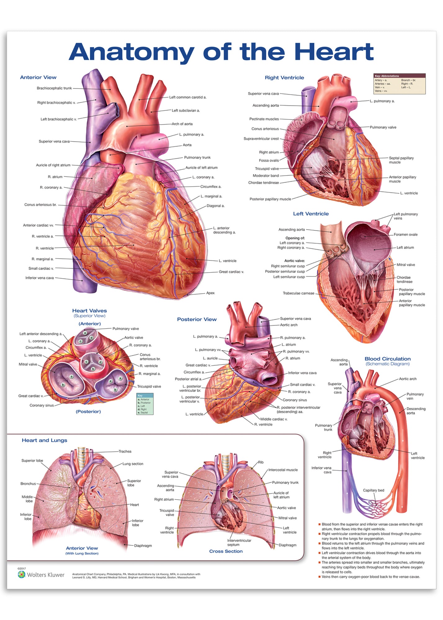 Plakat om hjertets anatomi på engelsk