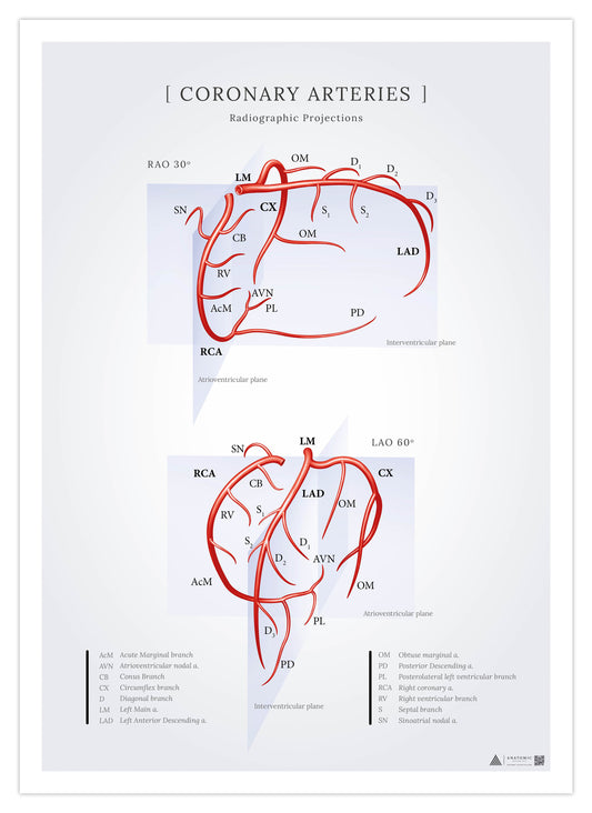 Poster about the coronary arteries of the heart seen in radiographic projections