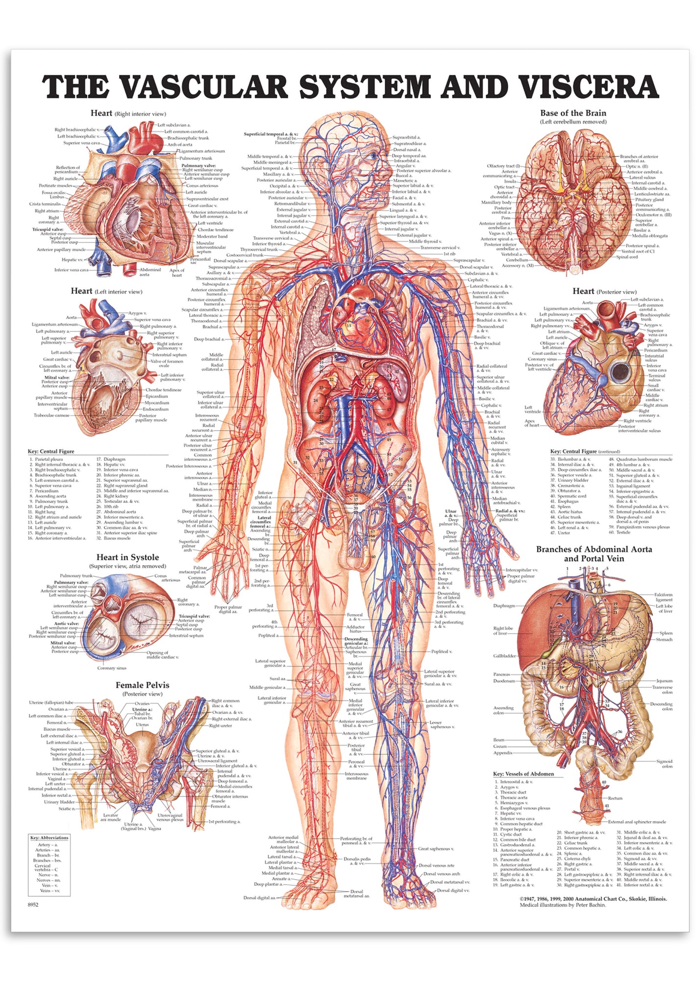 Poster about the vascular system &amp; viscera in English 