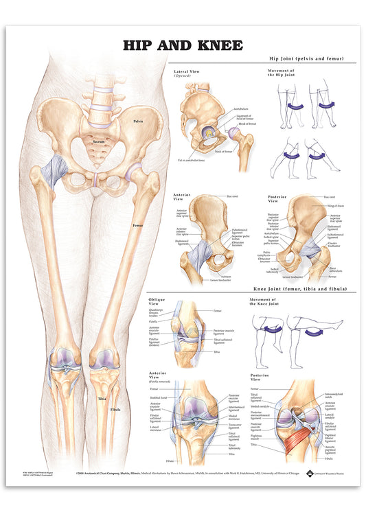 Plakat om hoften & knæet på engelsk