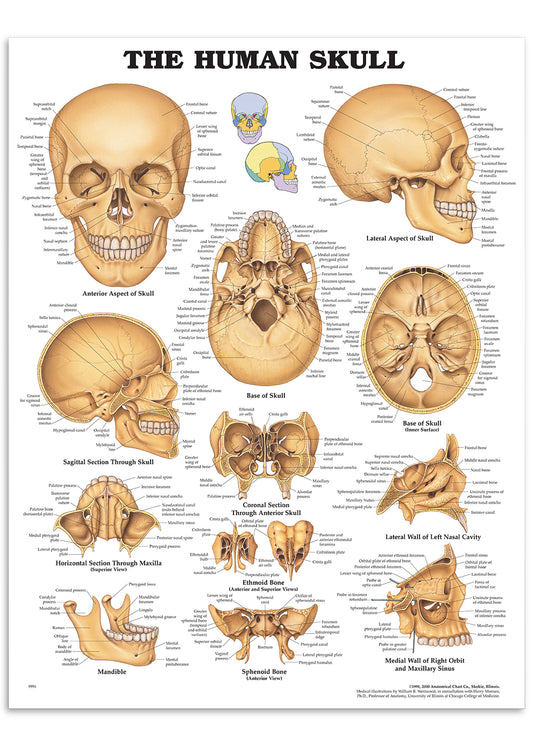 Poster about the anatomy of the skull in English 