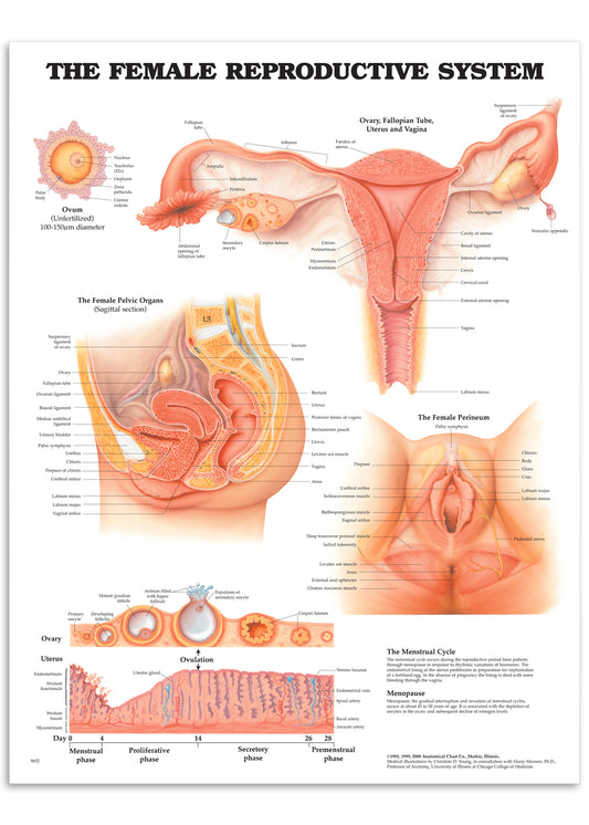 Poster about the female genitalia with text in English