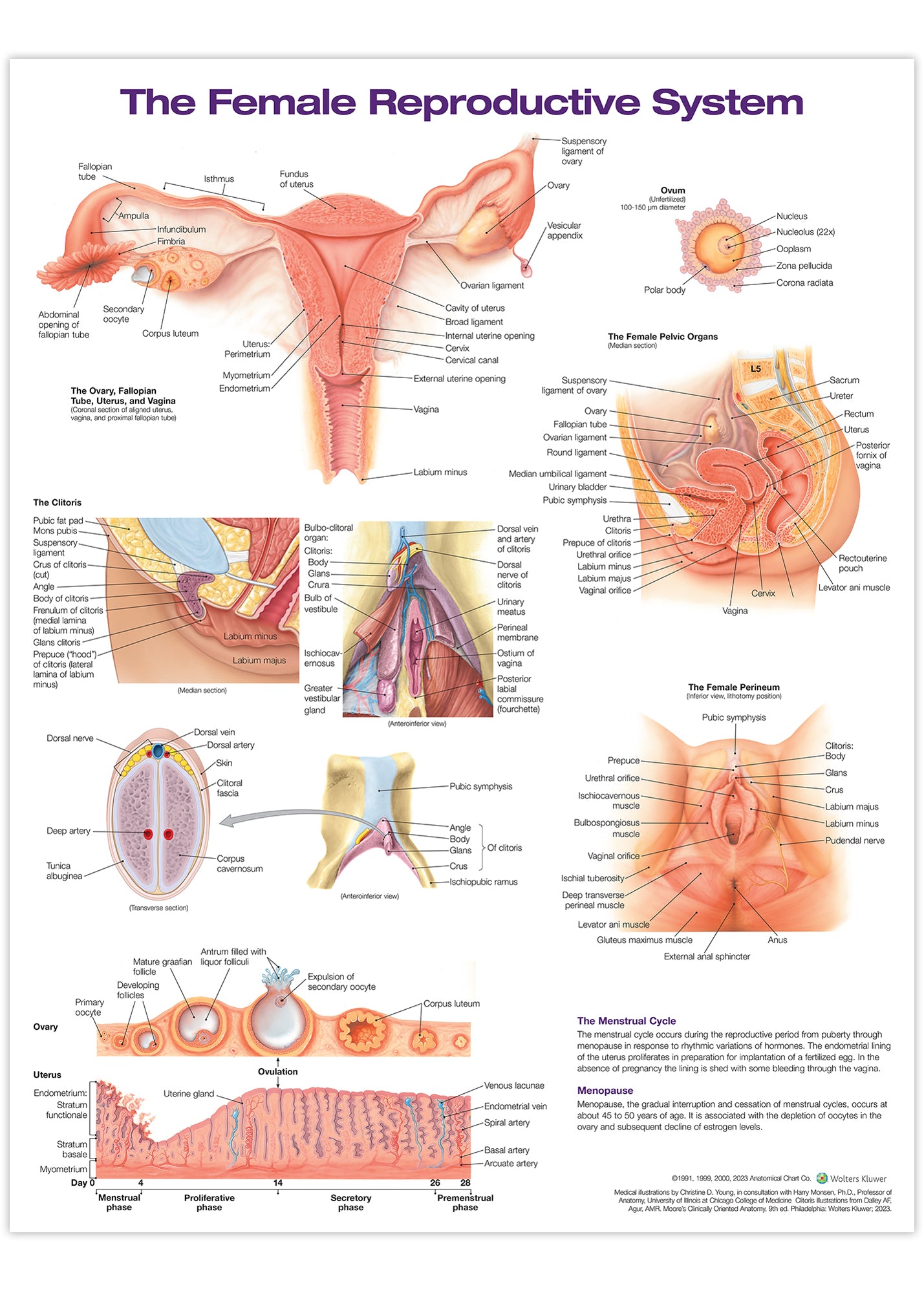 Plakat om kvindens kønsorganer med tekst på engelsk