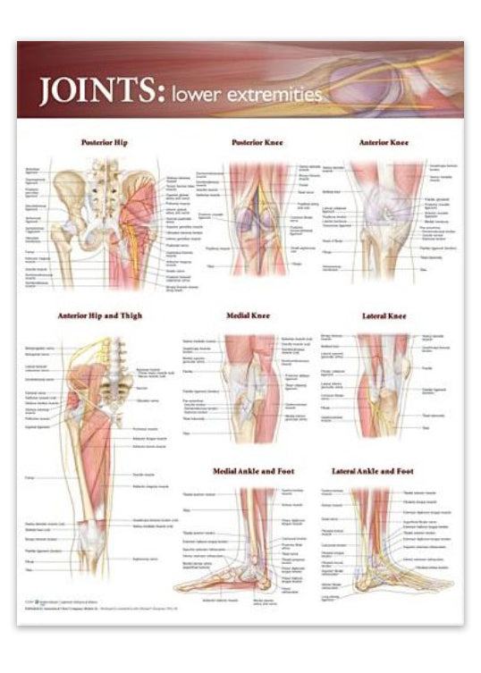 Poster about the joints of the lower extremity in English