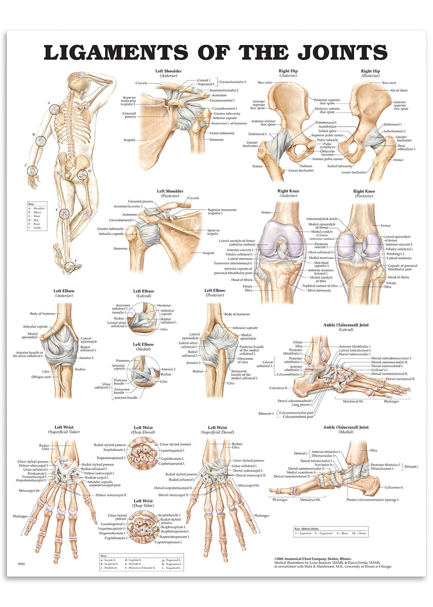 Poster about the ligaments of the joints in English – eAnatomi