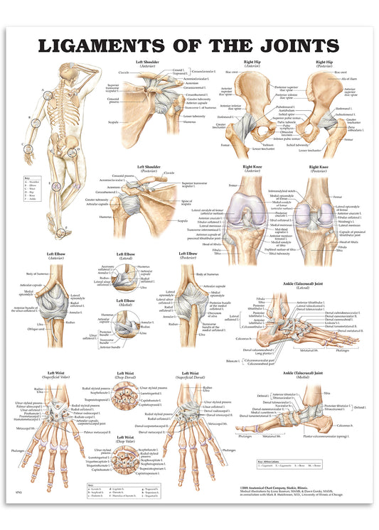Poster about the ligaments of the joints in English