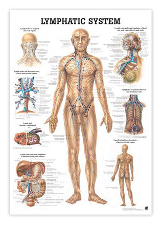 Poster about the lymphatic system in English 70x100 cm