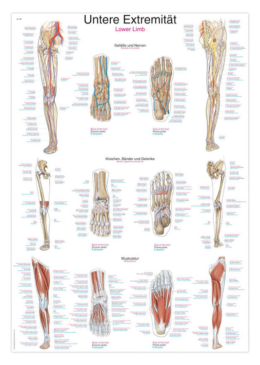 Poster about the lower extremity in English, Latin and German 