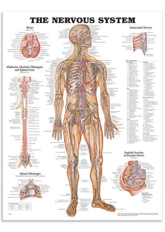 Plakat om nervesystemet på engelsk