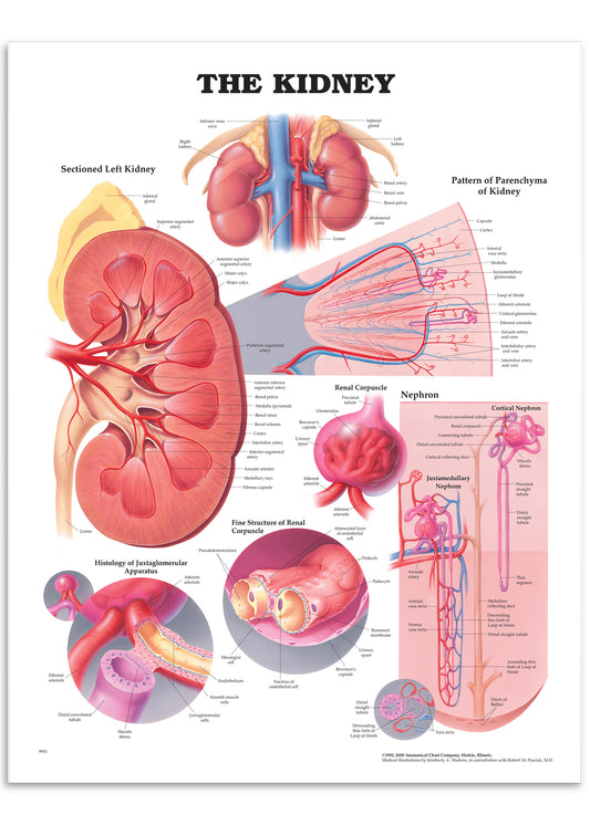 Poster about the kidney in English