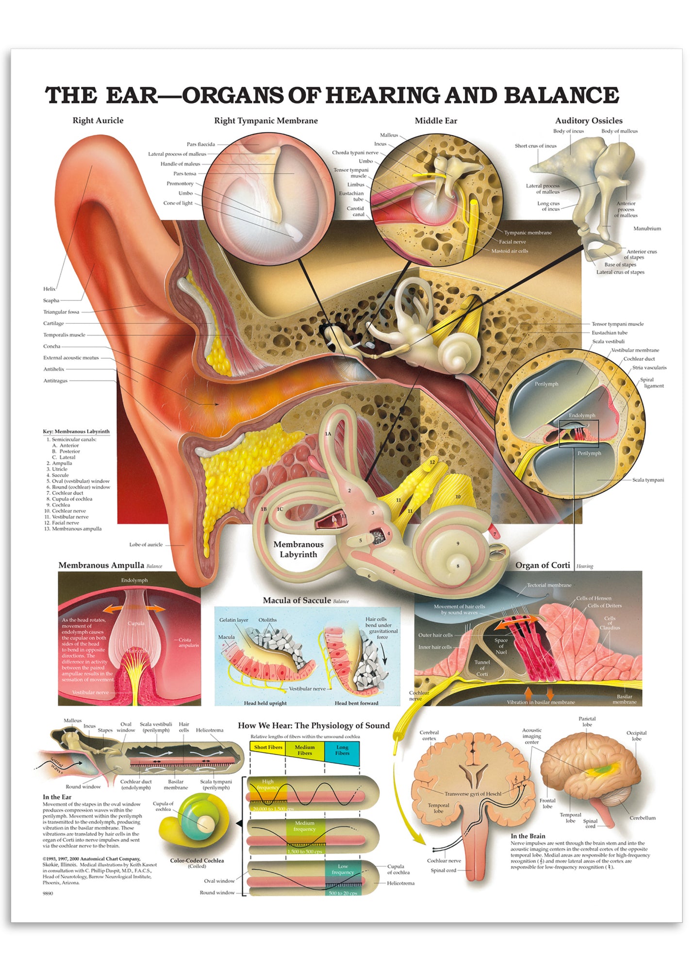 Anatomisk plakat om ørets anatomi, hørelsen og balancefunktionen på engelsk