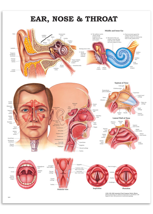 Poster about the anatomy of the ear, nose and throat in English
