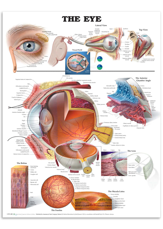 Poster about the anatomy of the eye in English