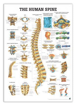 Poster about the spine and back injuries, 70x100 cm and in English