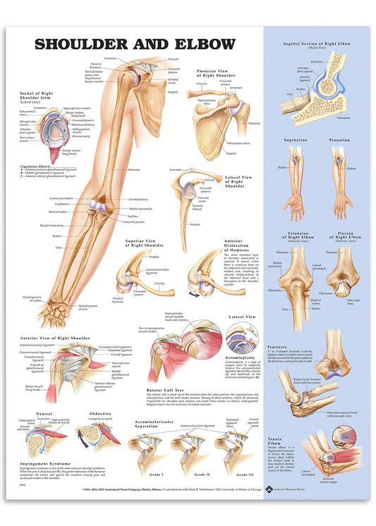 Poster about the shoulder and elbow in English 