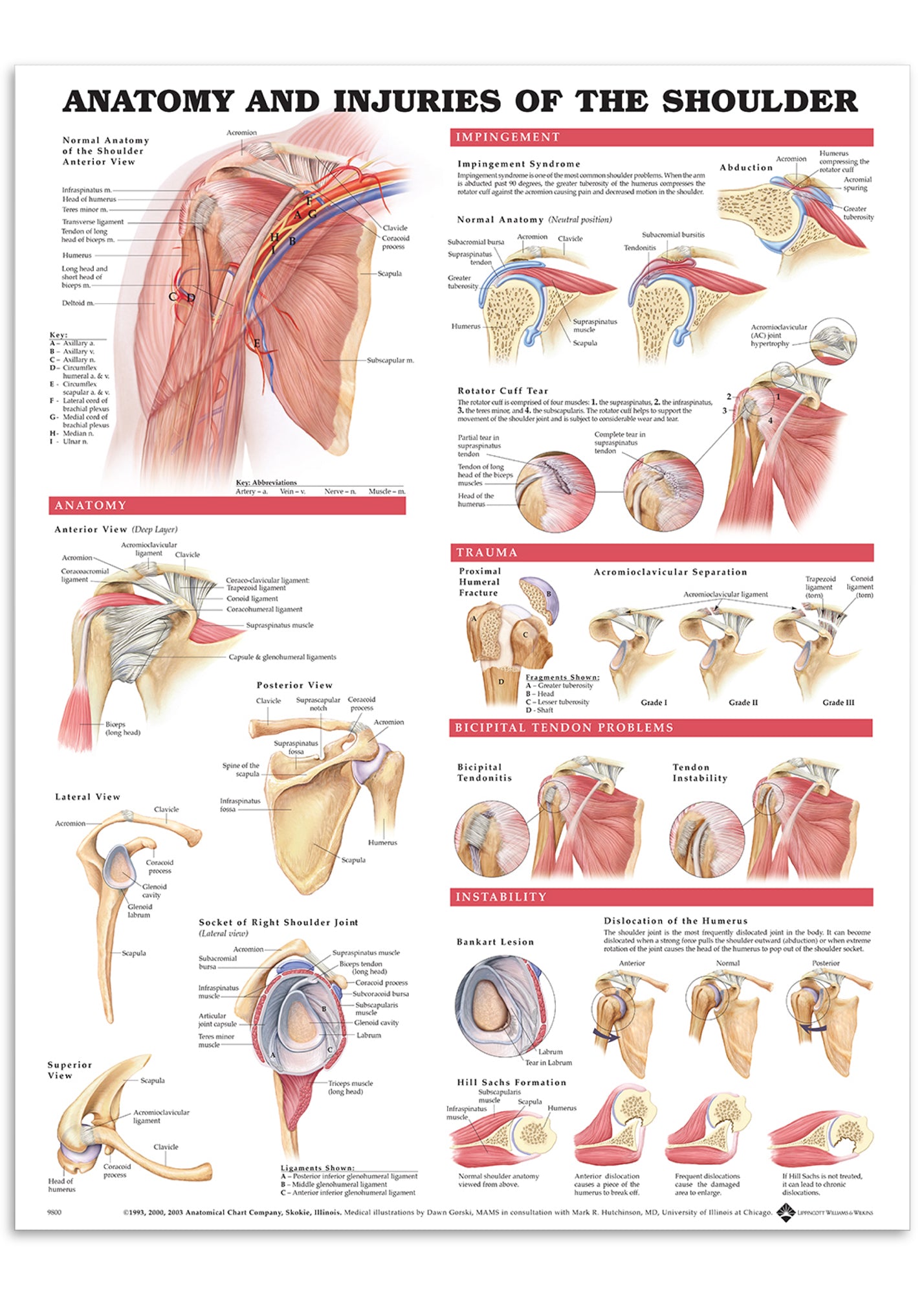 Plakat om skulderens anatomi & skader på engelsk