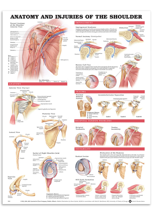 Poster about shoulder anatomy &amp; injuries in English