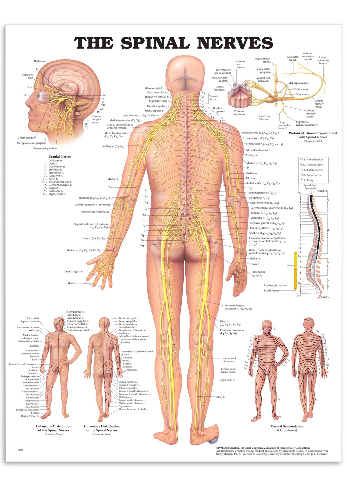 Plakat om spinalnerverne på engelsk