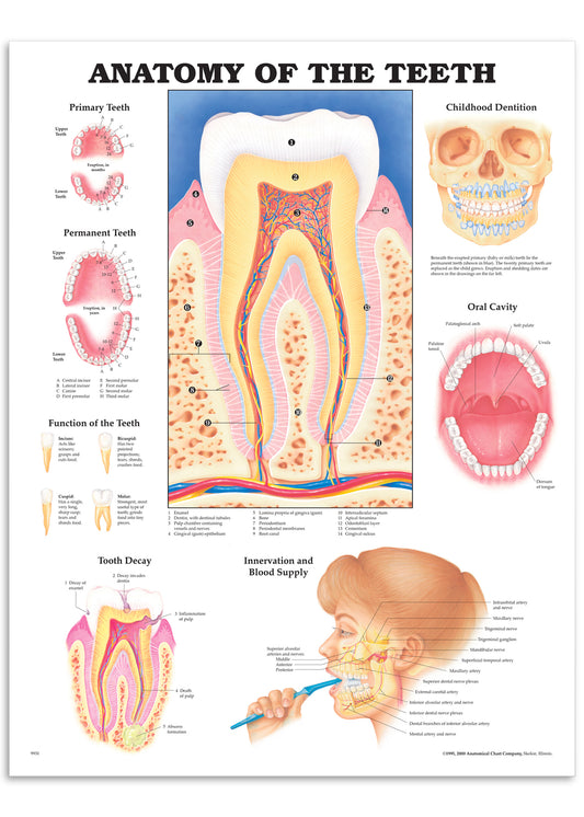 Lamineret plakat om tænderne og mundhulen på engelsk