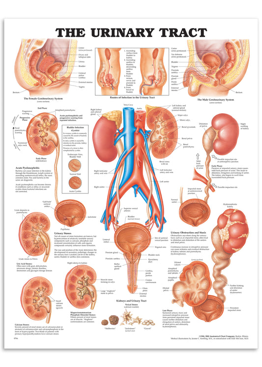 Poster about the kidney, urinary tract and related diseases in English
