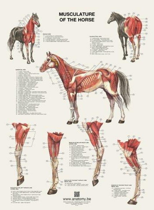 Plakat med hestens muskler på latin og engelsk-latin