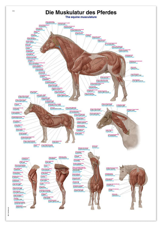 Plakat med hestens muskler på latin, tysk og engelsk