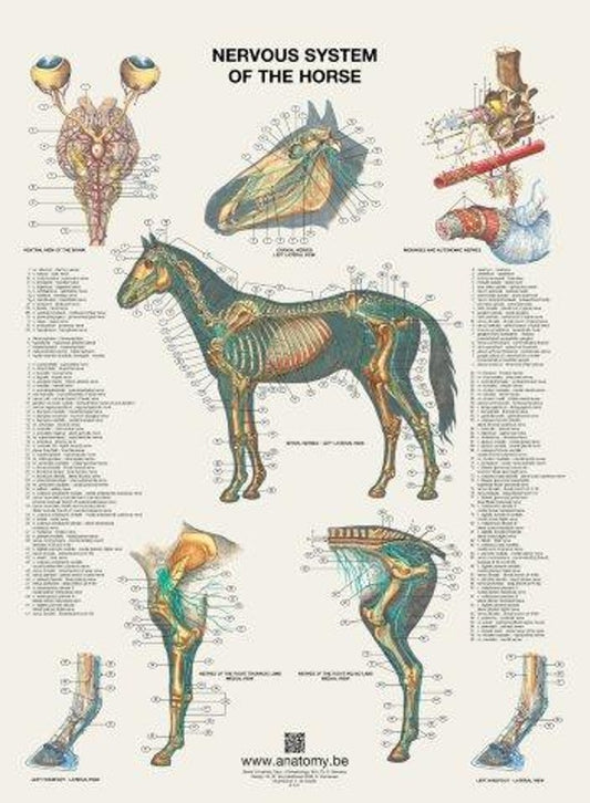 Plakat med hestens nervesystem på latin og engelsk-latin