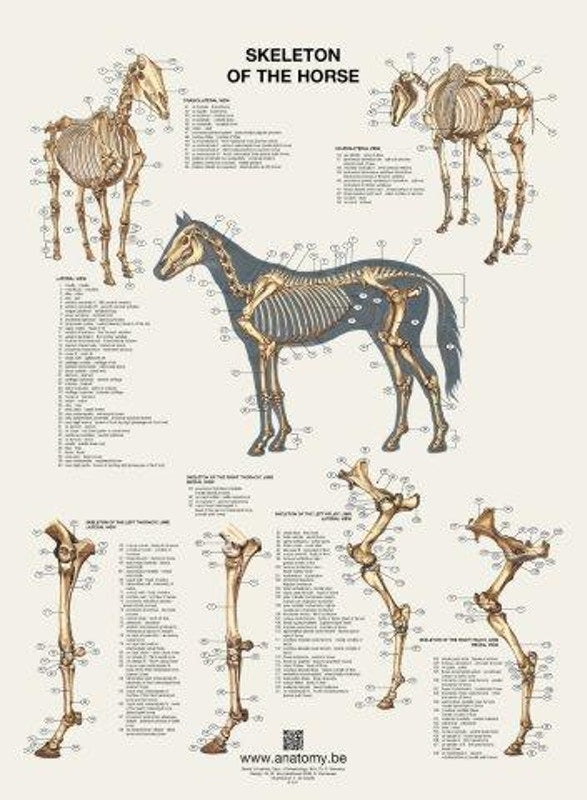 Plakat med hestens skelet på latin og engelsk