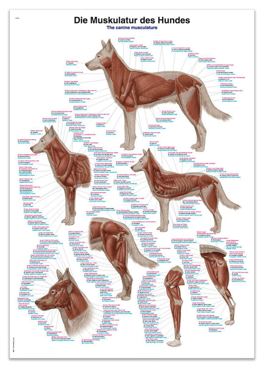 Affisch med hundens muskler på latin, engelska och tyska