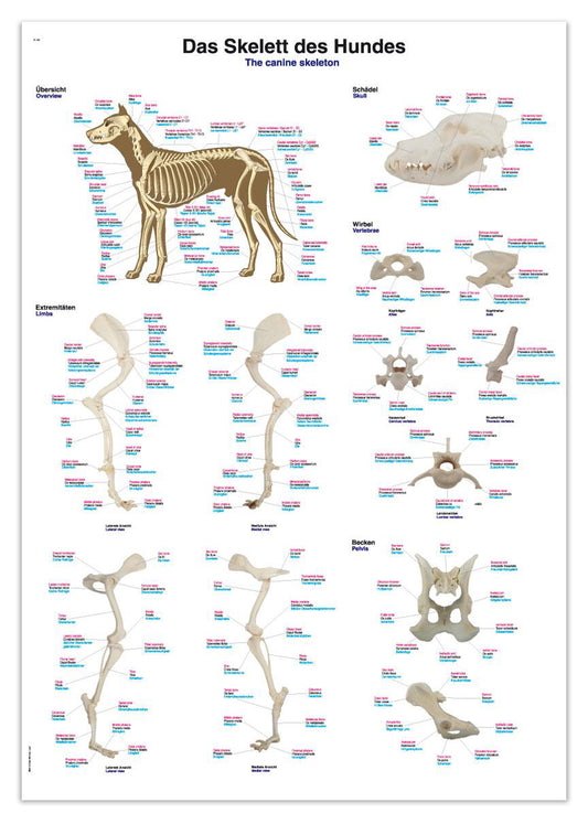 Affisch med hundens skelett på latin, engelska och tyska