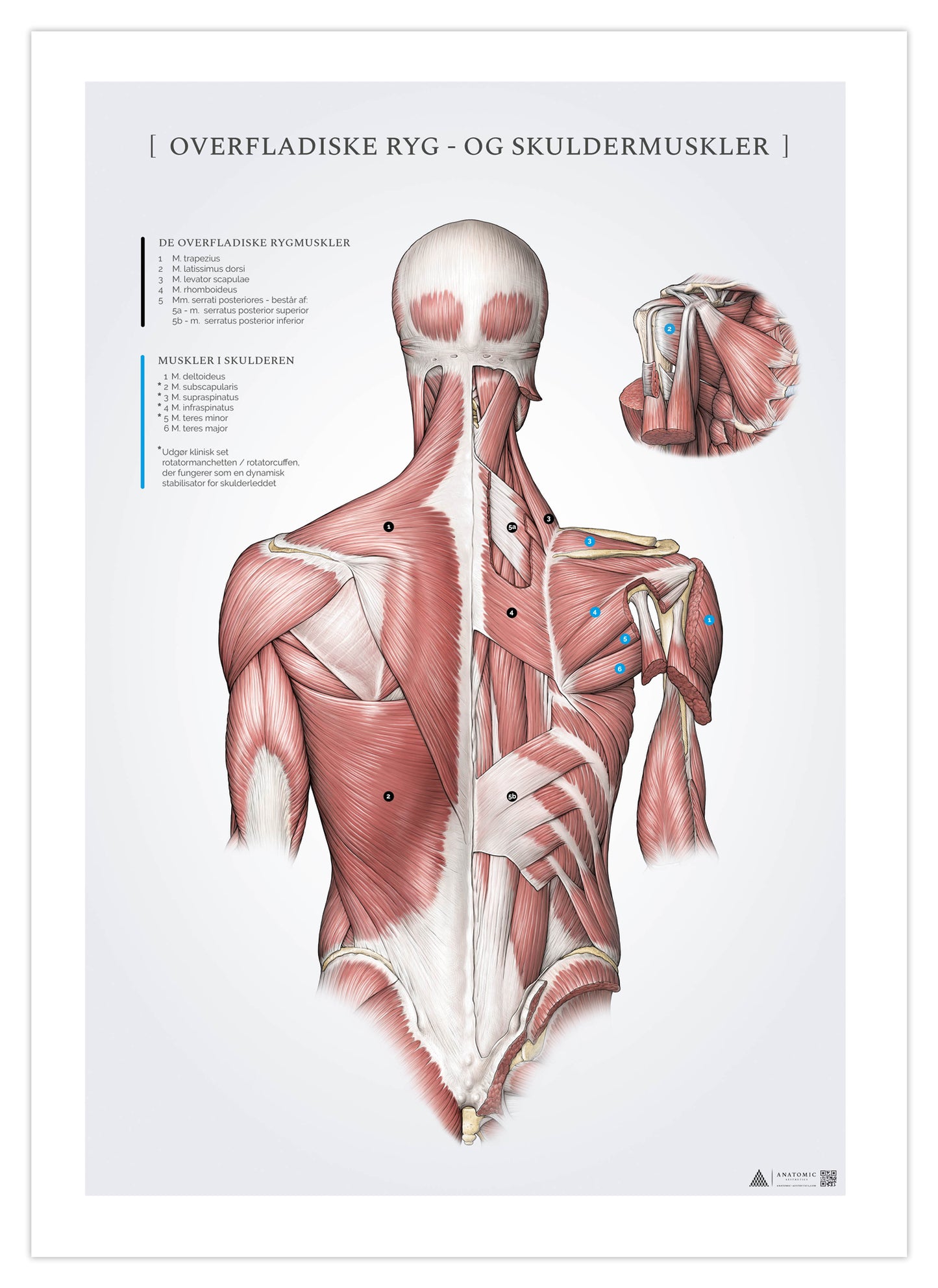 Anatomi plakat - Overfladiske ryg- og skuldermuskler