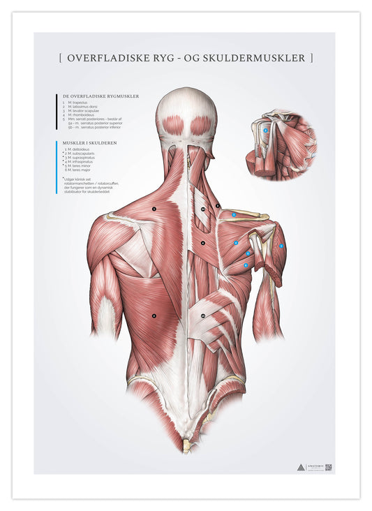 Anatomiaffisch - Ytliga rygg- och axelmuskler
