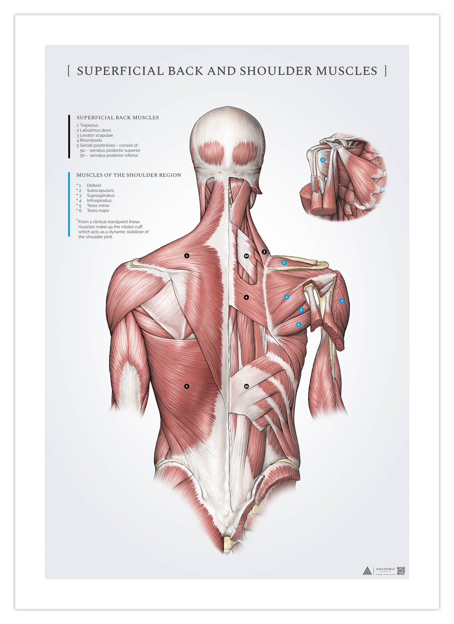 Anatomy poster - Superficial back and shoulder muscles